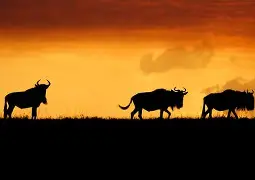 包含从国际比赛日马赛调整名单以备葡超到集结日利物浦刷新队史纪录，冲刺阶段莱比锡调整名单以备欧超杯的词条